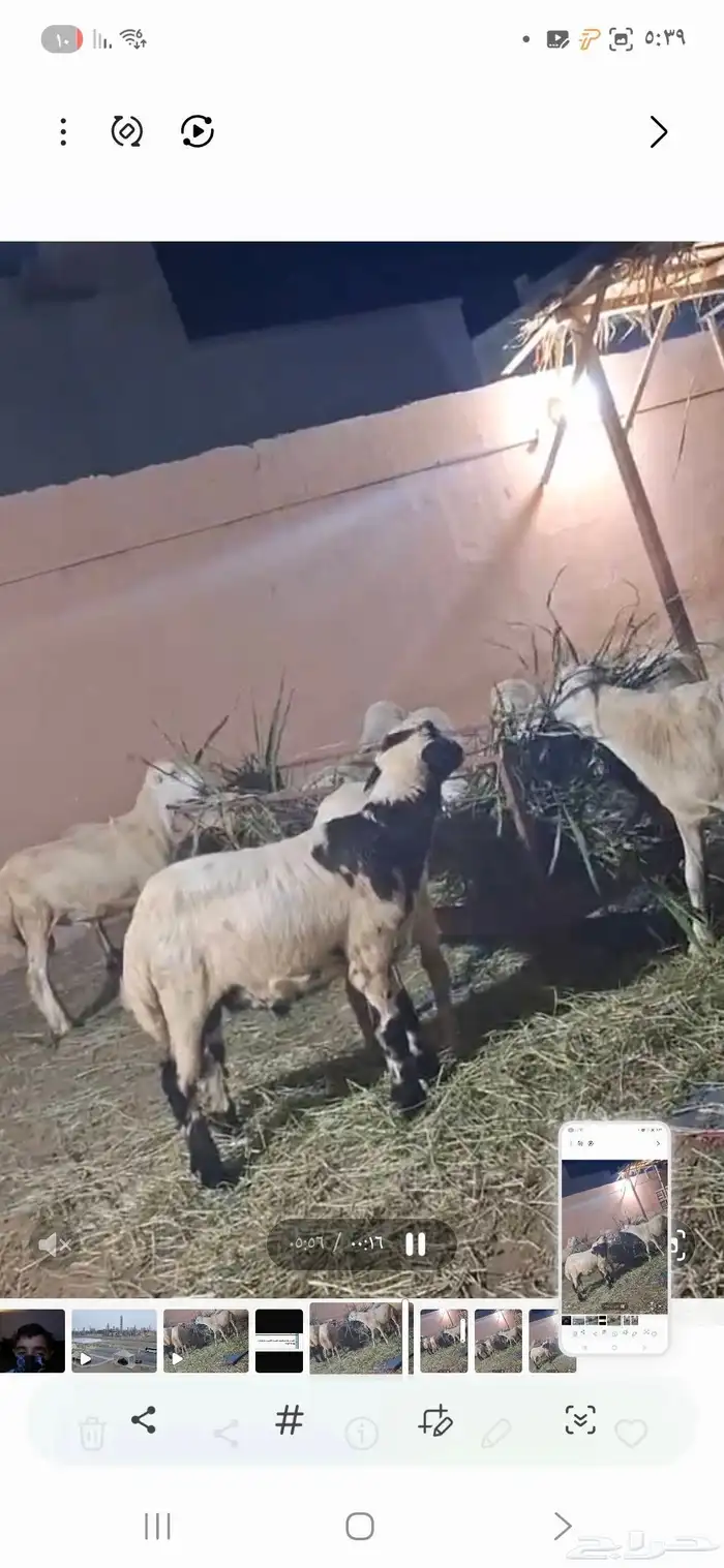 11 كبش بلدي تربيه اعمارها من 4 شهور و6شهور 5