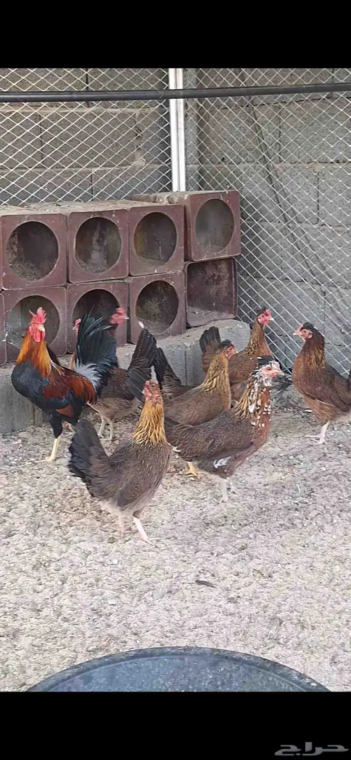 دجاج عربي ترقه اصيل 4