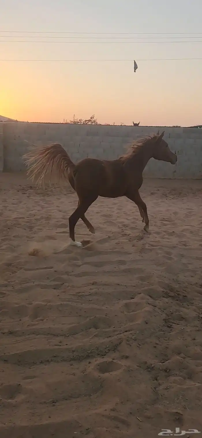 مهره شعبيه كفو للبيع 2