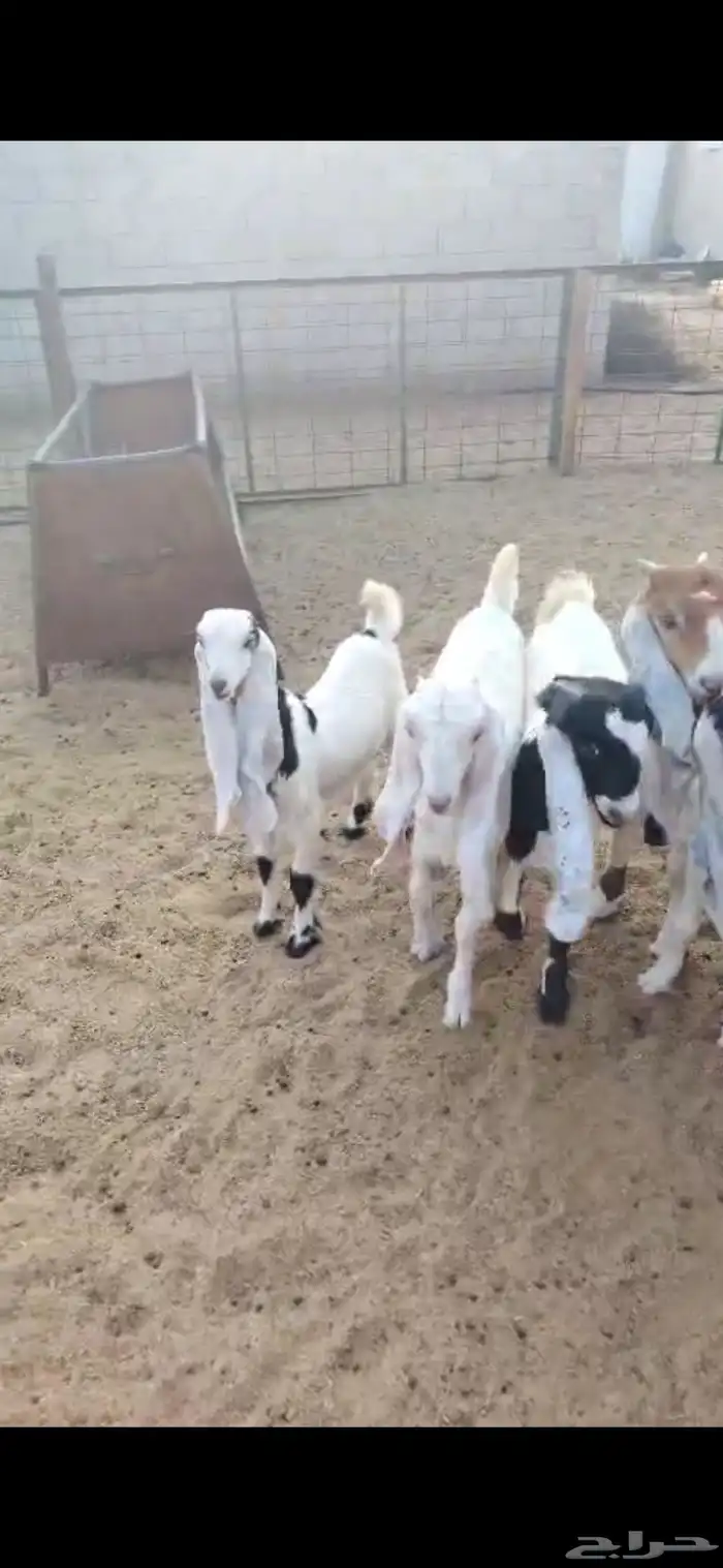للبيع معزا العدد 69 راس معه 3 فحول 0