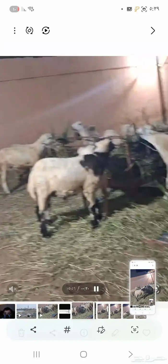 11 كبش بلدي تربيه اعمارها من 4 شهور و6شهور 1
