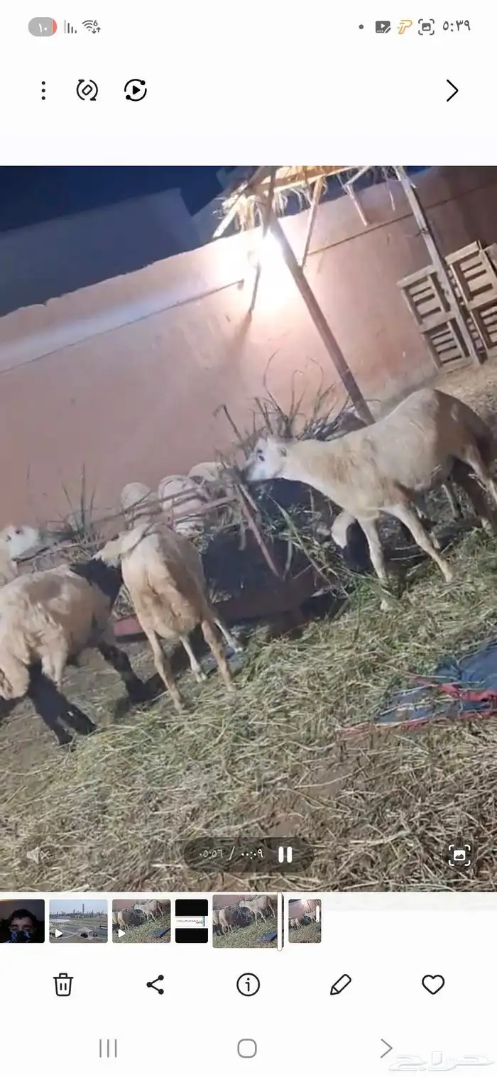 11 كبش بلدي تربيه اعمارها من 4 شهور و6شهور 3
