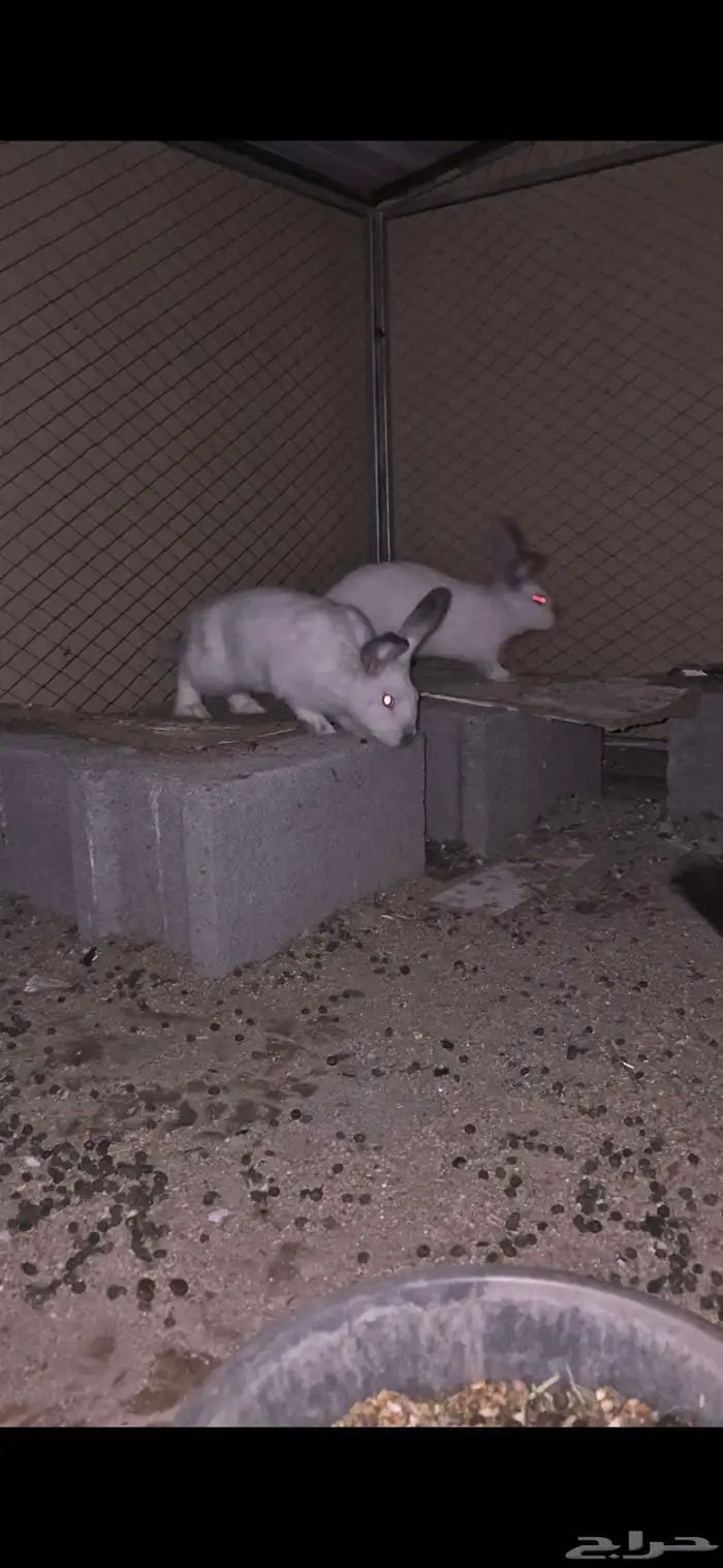 طقم ارانب للبيع كفو 2