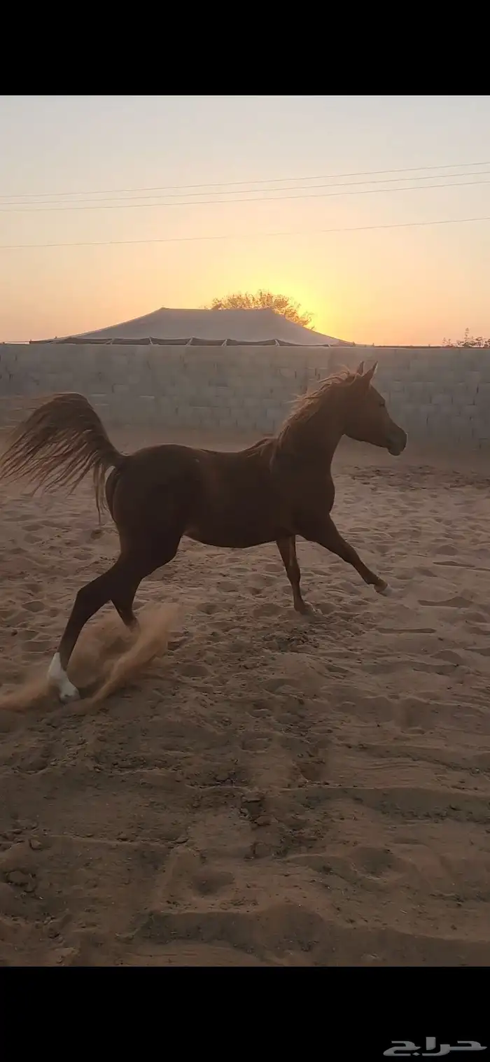 مهره شعبيه كفو للبيع 0