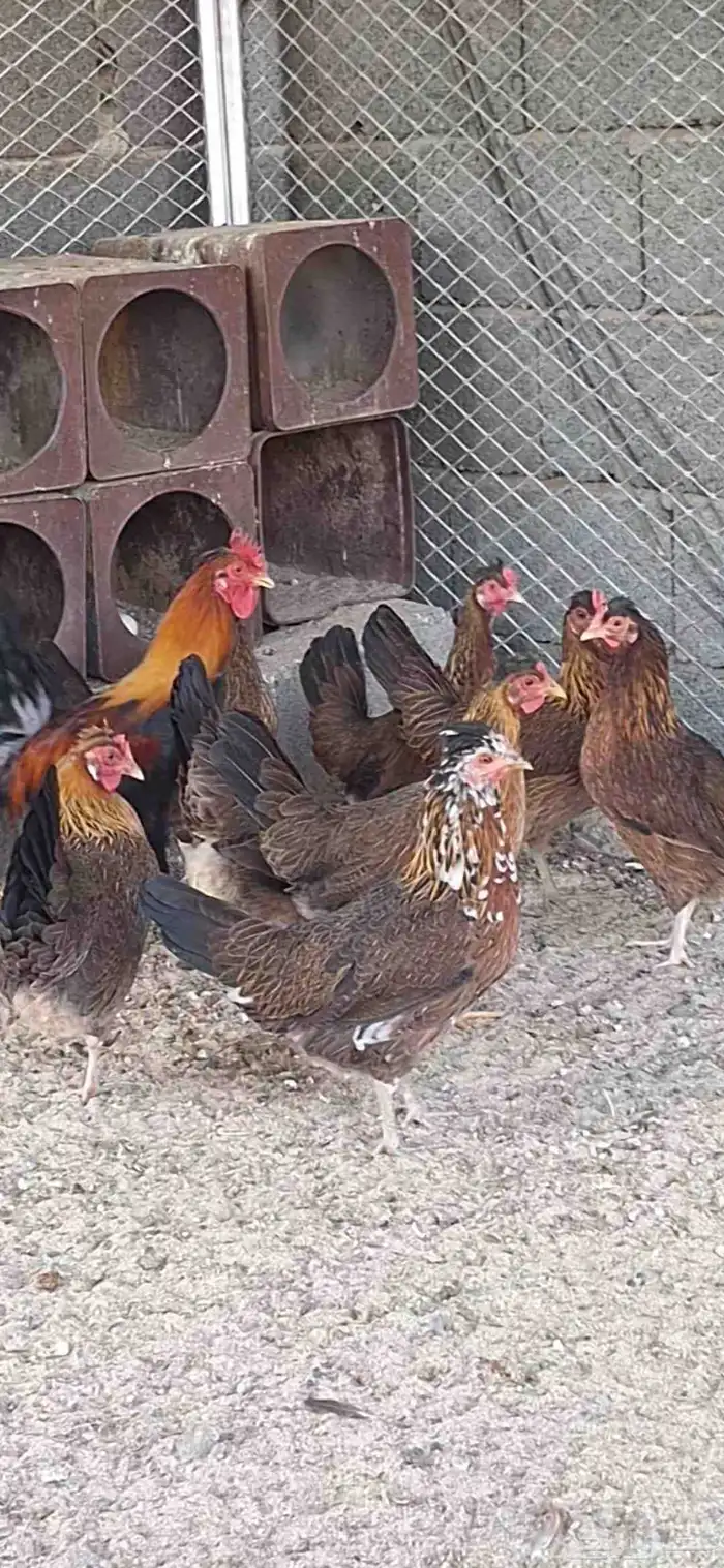 دجاج عربي ترقه اصيل 3