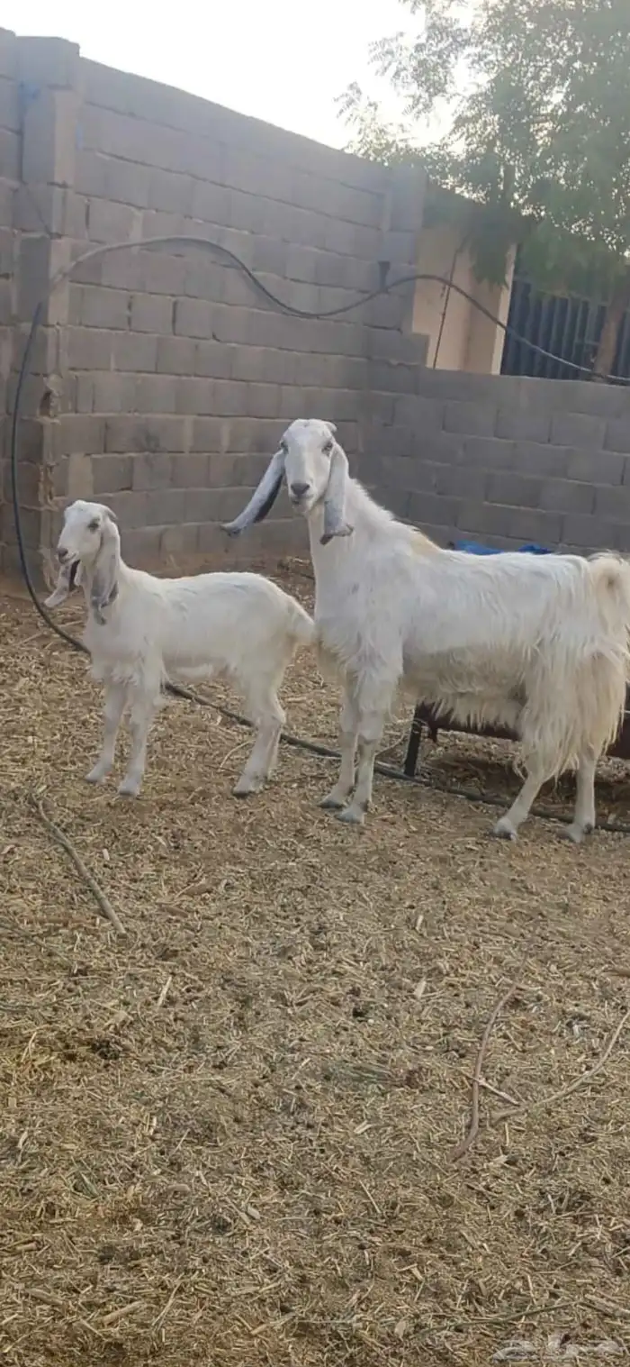 الموقع شمال الجله 0