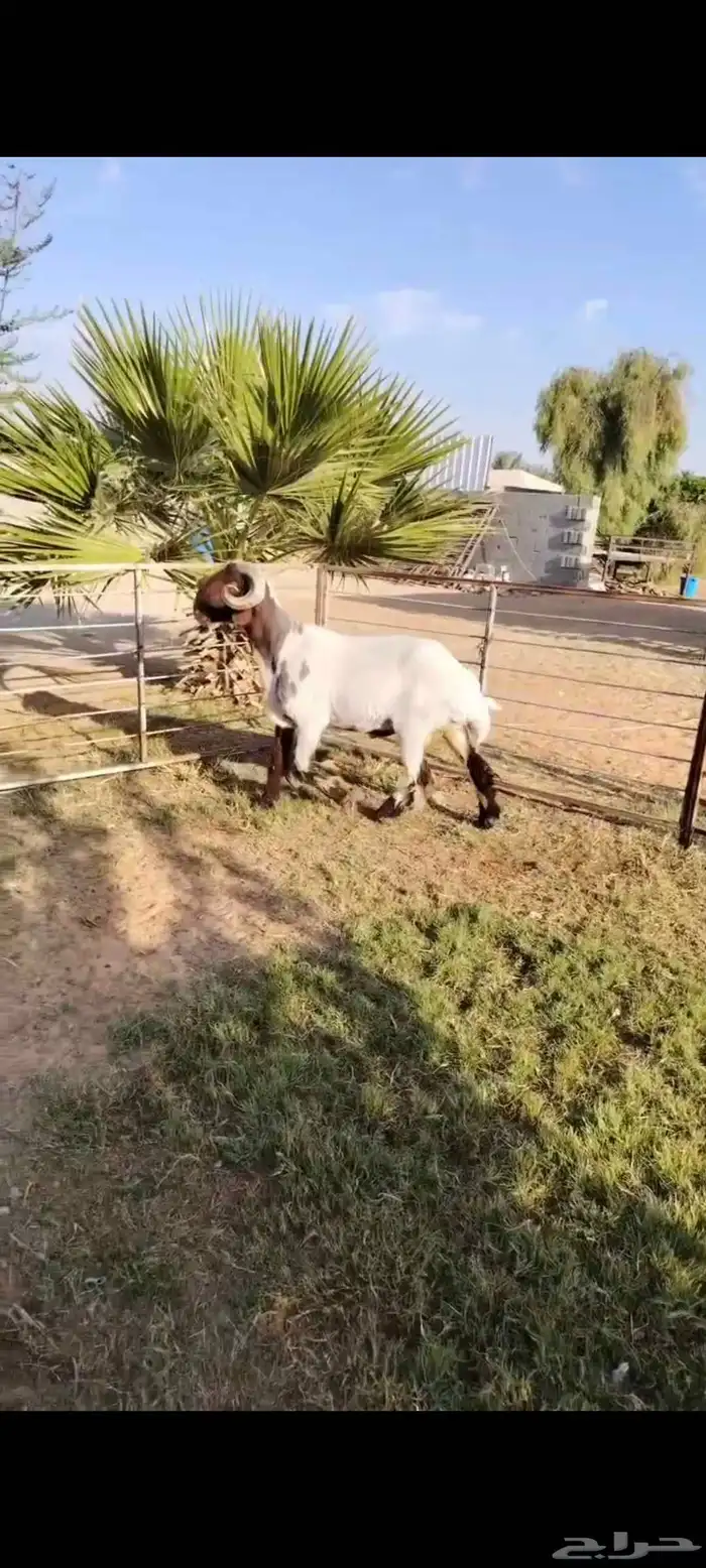 فحل نعيمي رباع جرم فاخر 0