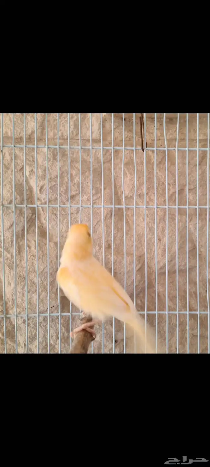 كناري تغريد ممتاز للبيع يوجد 12 طير 2