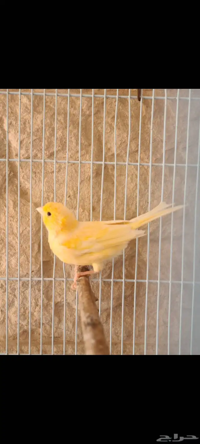 كناري تغريد ممتاز للبيع يوجد 12 طير 0