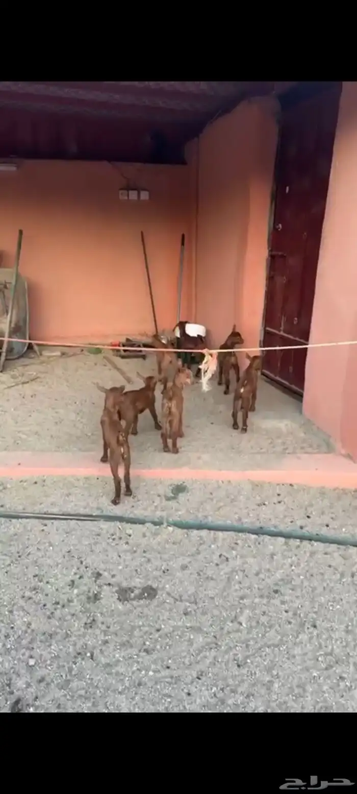 ماعز مواليد دهم صنف واسنان كفو 1