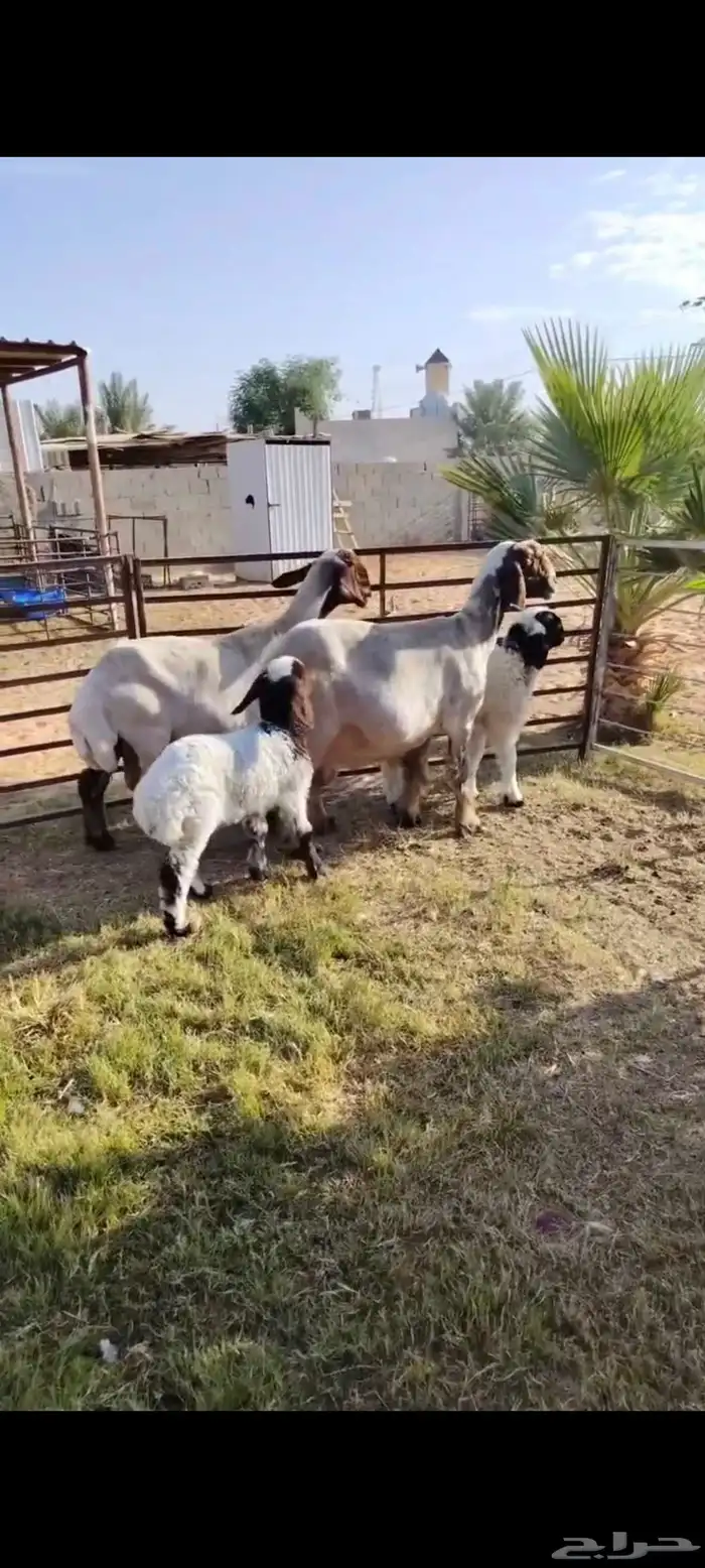 2 رغايث نعيم صنف منوة القناي 2