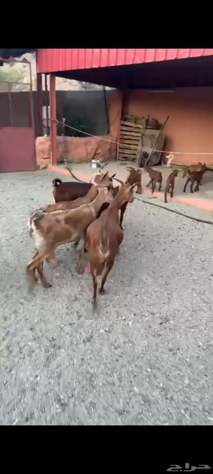 ماعز مواليد دهم صنف واسنان كفو 5