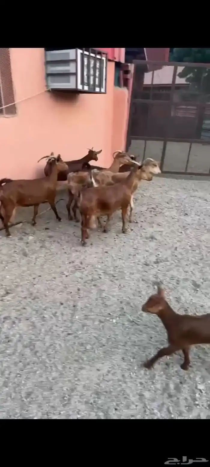 ماعز مواليد دهم صنف واسنان كفو 2