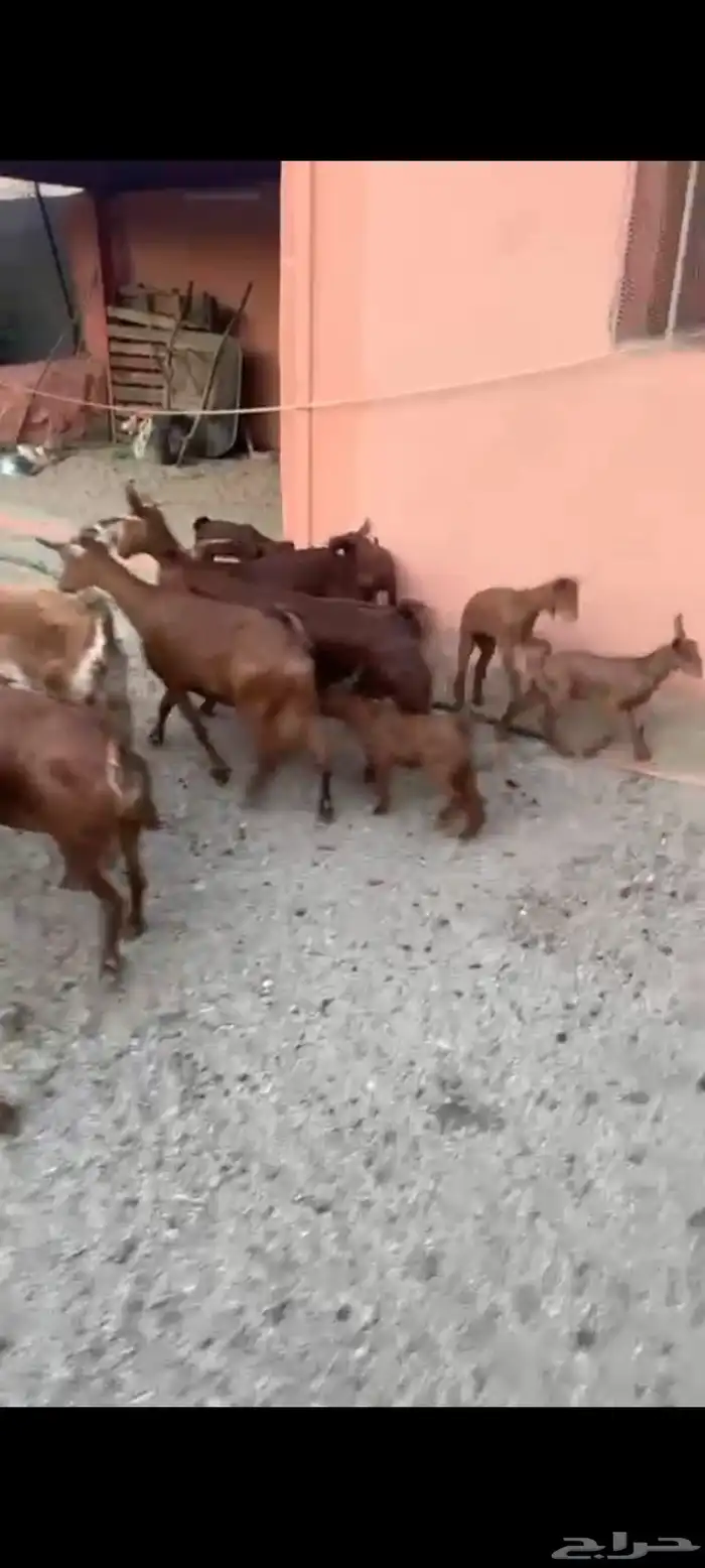 ماعز مواليد دهم صنف واسنان كفو 8