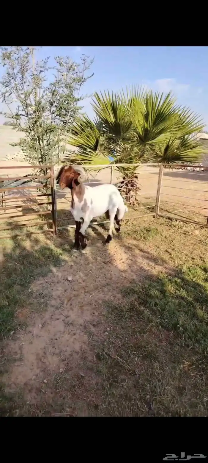 فحل نعيمي رباع جرم فاخر 1