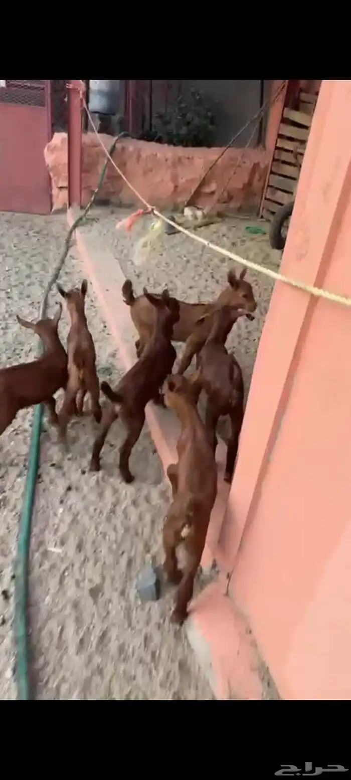 ماعز مواليد دهم صنف واسنان كفو 7