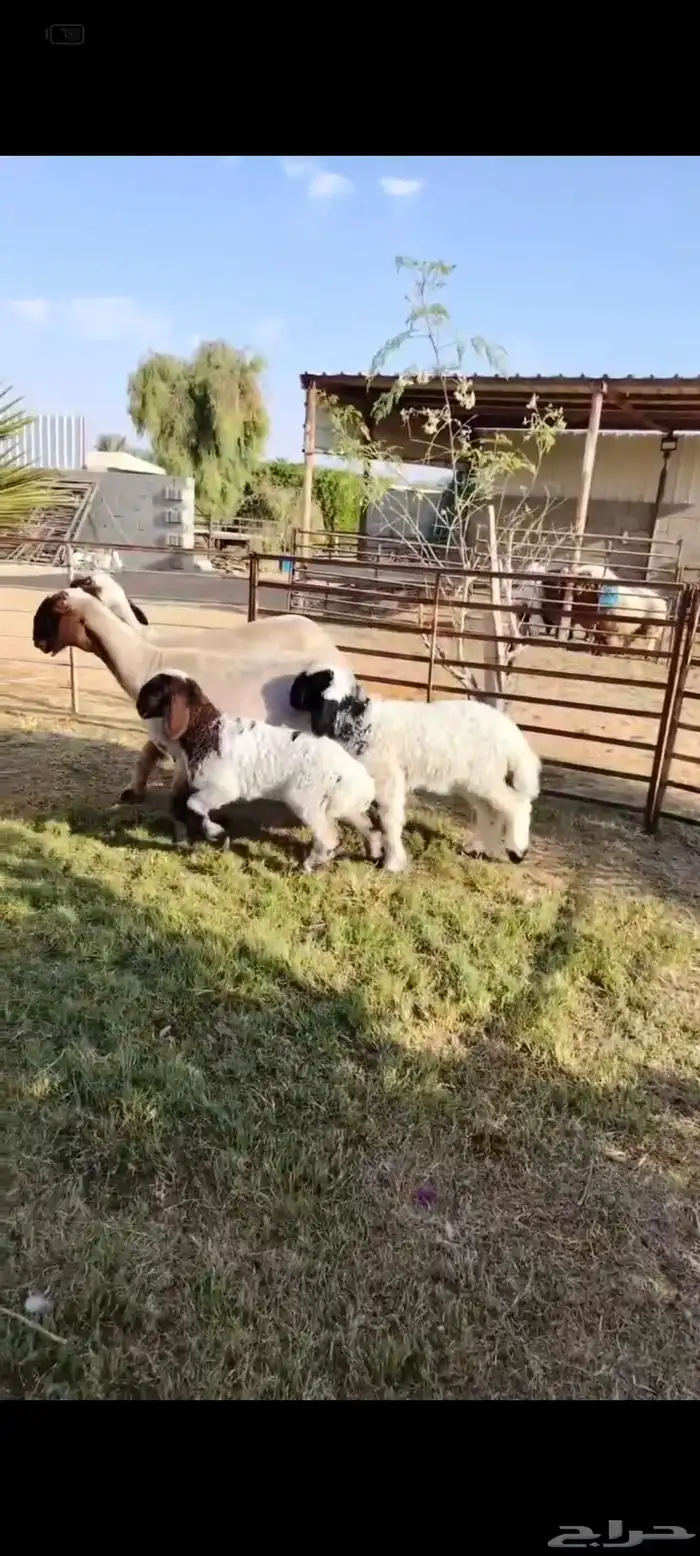 2 رغايث نعيم صنف منوة القناي 1