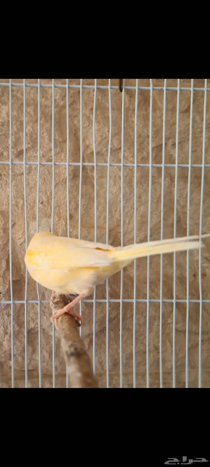 كناري تغريد ممتاز للبيع يوجد 12 طير 1