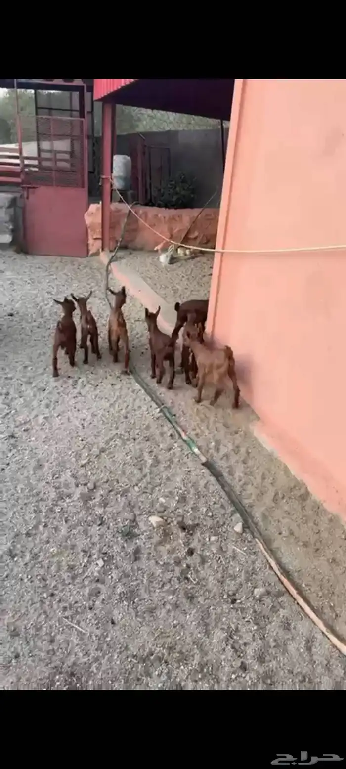 ماعز مواليد دهم صنف واسنان كفو 6