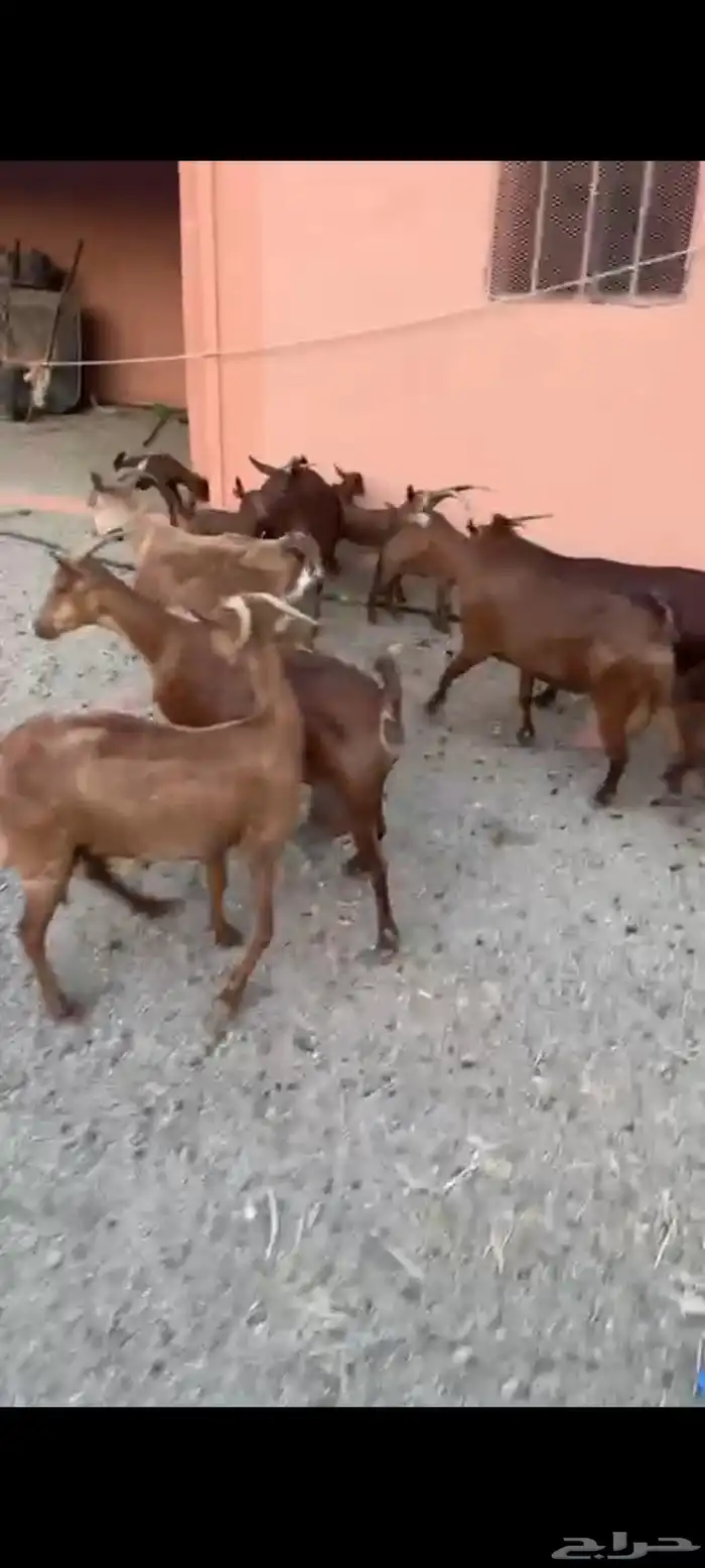 ماعز مواليد دهم صنف واسنان كفو 9