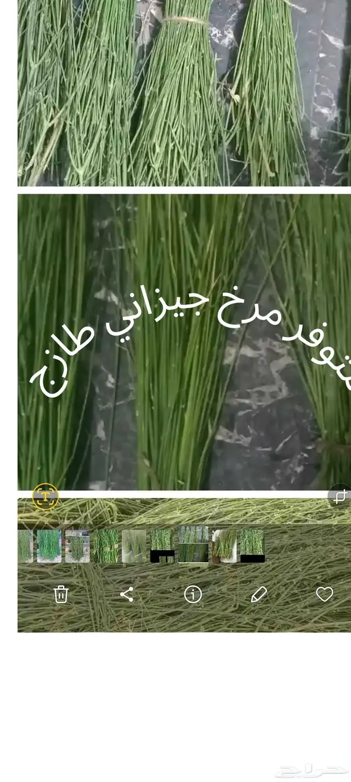 الحبيل البلد 4