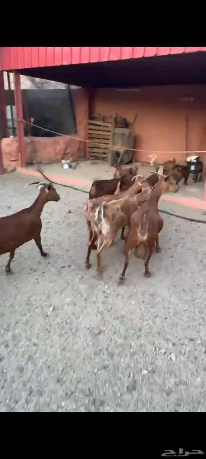 ماعز مواليد دهم صنف واسنان كفو 4