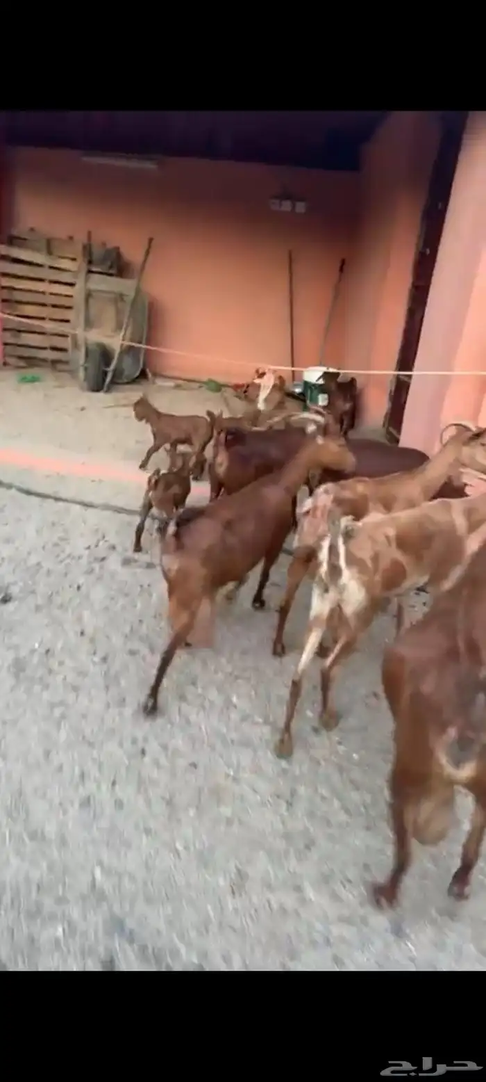 ماعز مواليد دهم صنف واسنان كفو 3