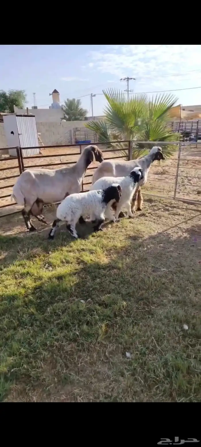 2 رغايث نعيم صنف منوة القناي 0