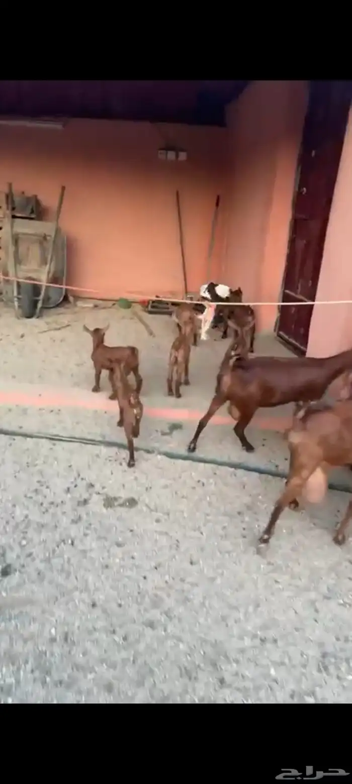 ماعز مواليد دهم صنف واسنان كفو 0