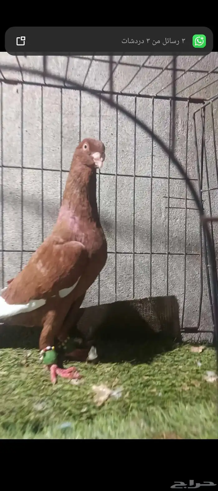 ذكرين للبيع جده 0