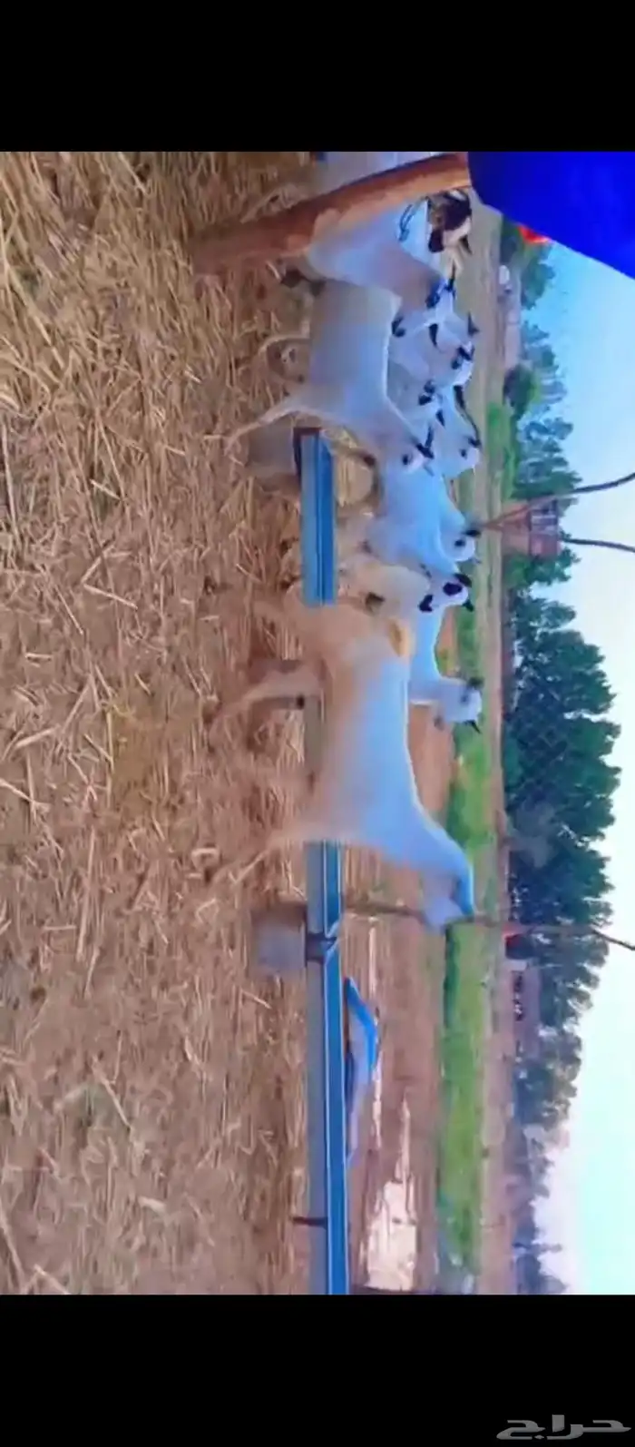 معزات بيشيات اصل دفيع العدد 28 سن جدا ثني ربع 0