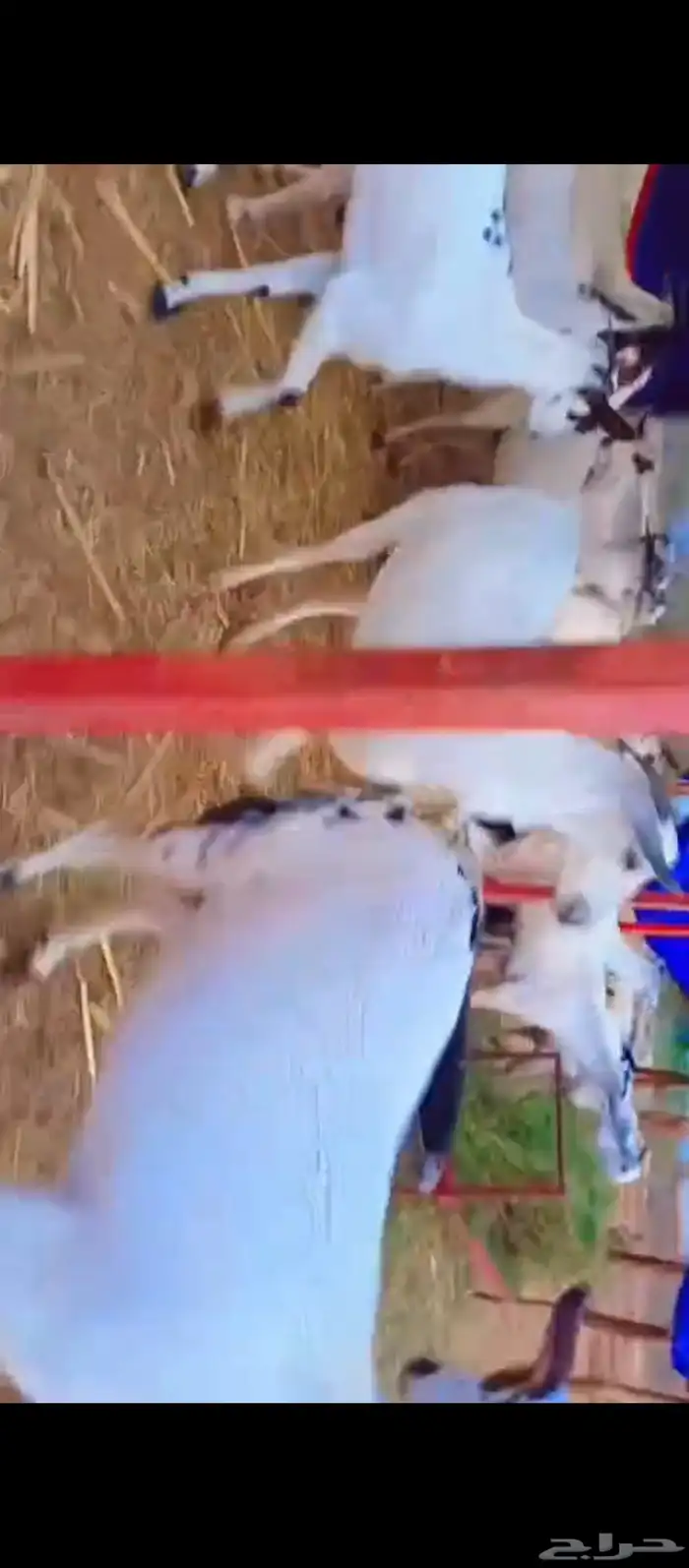 معزات بيشيات اصل دفيع العدد 28 سن جدا ثني ربع 1