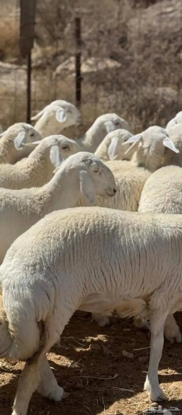 رخال صنف فواخر مع طليان مشاريع فحول 3