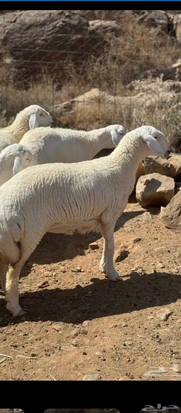 رخال صنف فواخر مع طليان مشاريع فحول 4