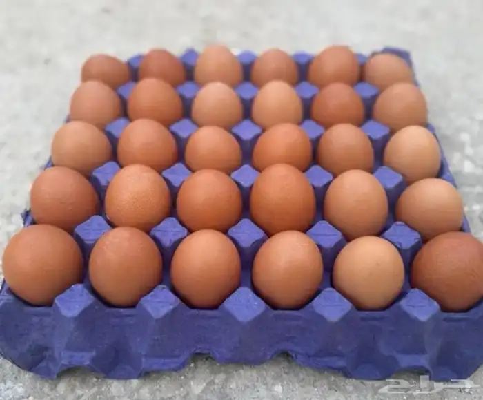 بيض مخصب لهمان بيور ام واب 0