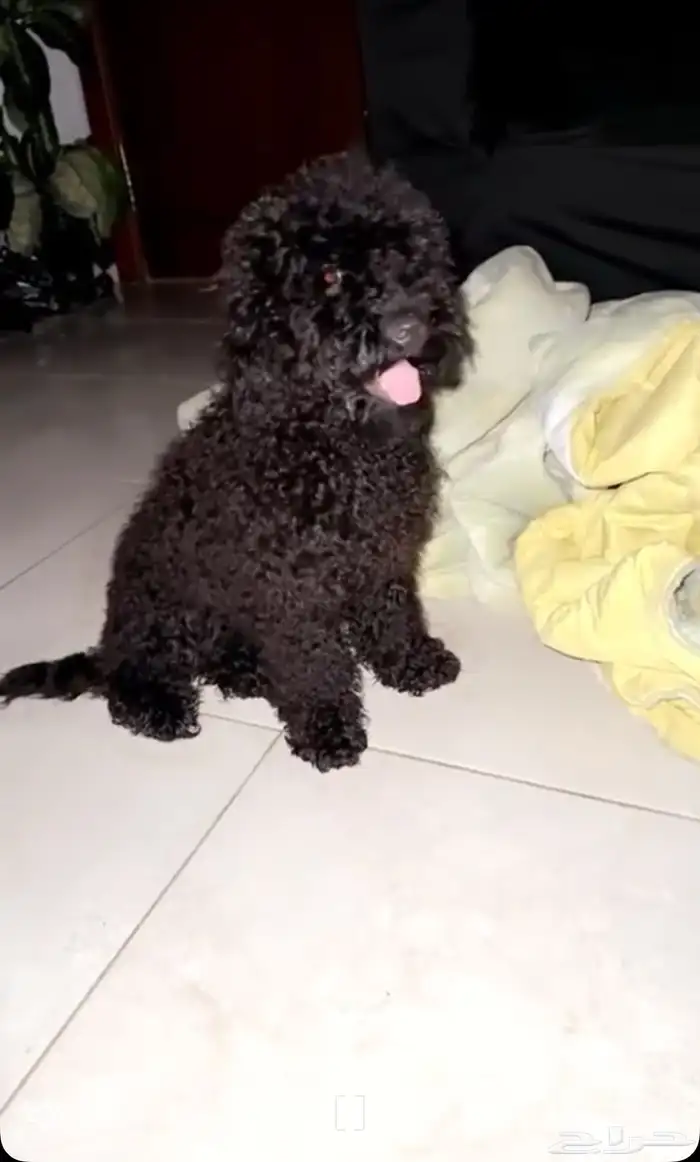 بودل توي ذكر للبيع 3