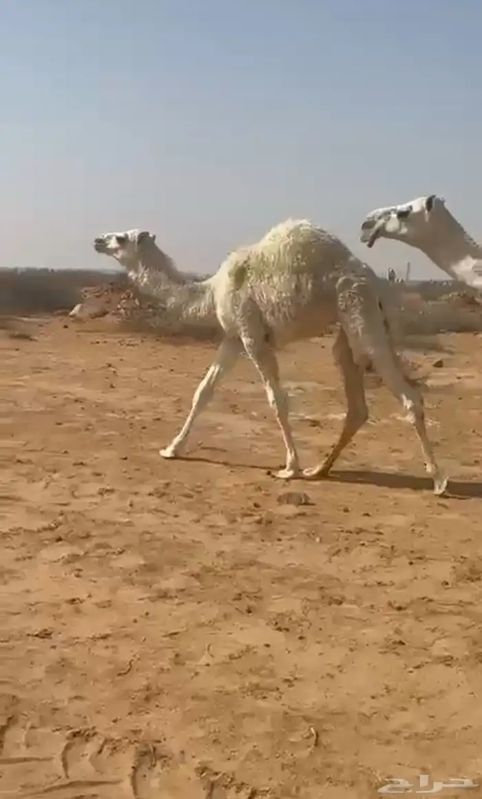 بكرة وقعود للبيع 0