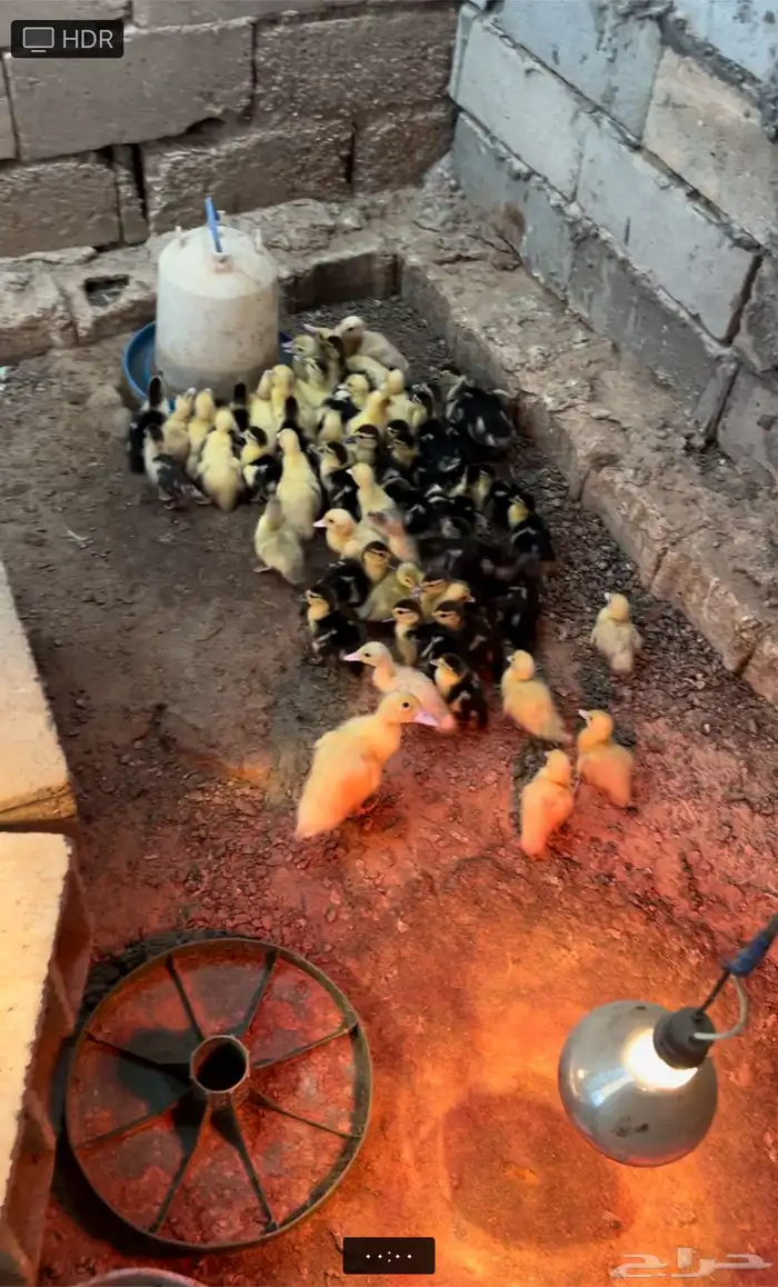 فروخ بط مصري 0