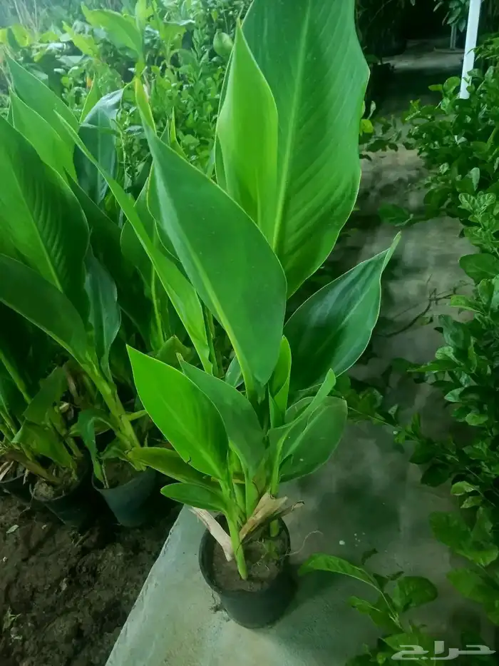 مشتل الجموم الجميع انواع اشجار الجملة 4