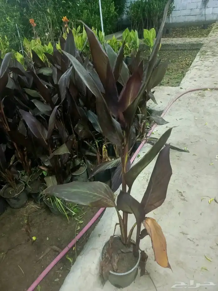 مشتل الجموم الجميع انواع اشجار الجملة 3