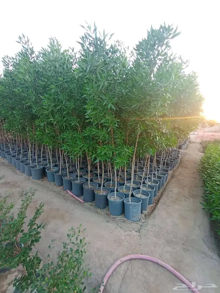 مشتل الجموم الجميع انواع اشجار الجملة 8