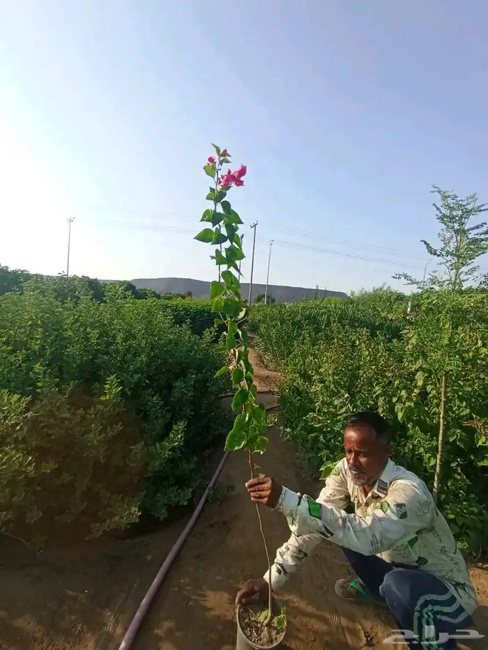 مشتل الجموم الجميع انواع اشجار الجملة 6