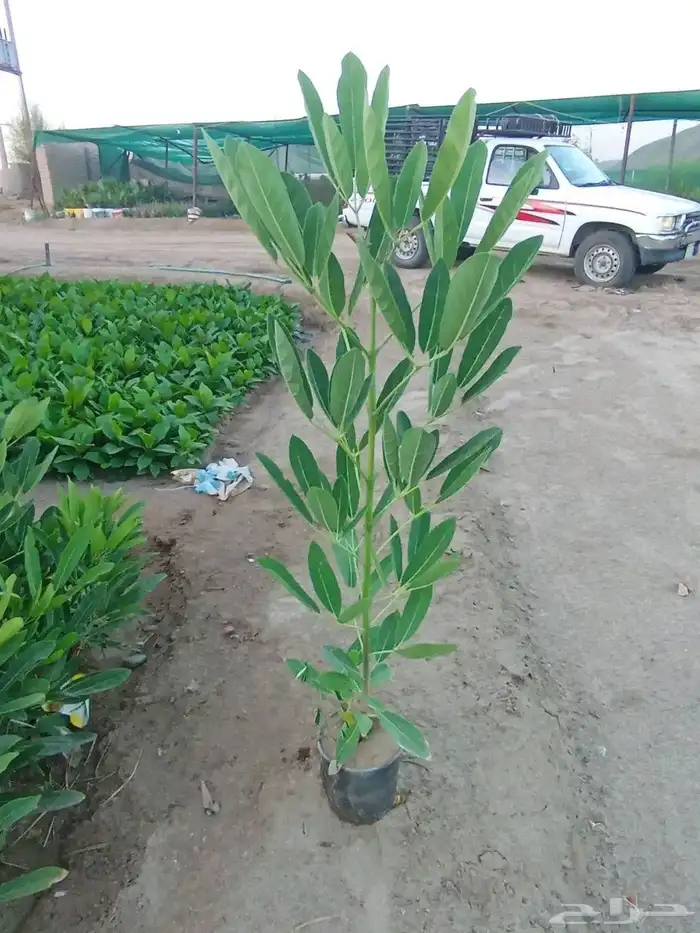 مشتل الجموم الجميع انواع اشجار الجملة 5