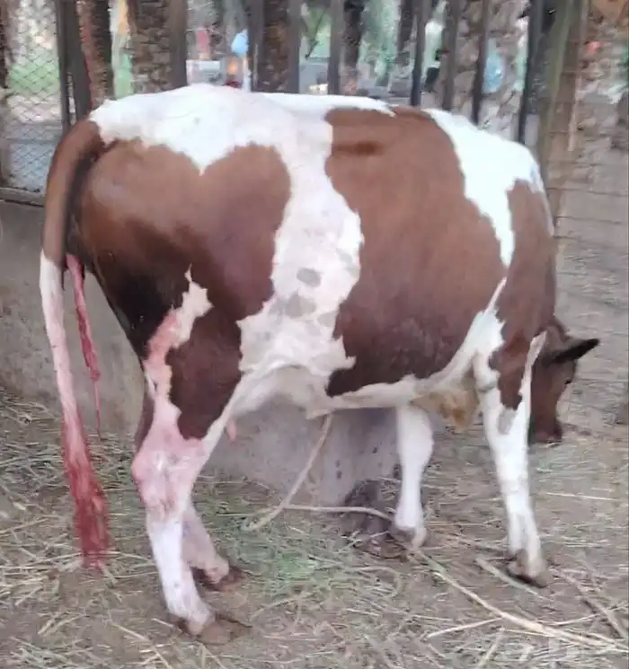 بقره هولاندي فاخر اول ولده تحتها أنثى 2