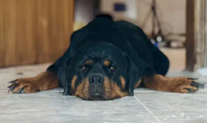 كلبة روت وايلر نثية شرط منتجة 0