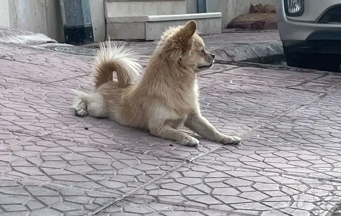 كلب شيواوا 0