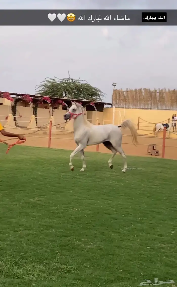 خيل عربي اصيل بأوراق للبيع لا يجي إلا الصامل فقط 3