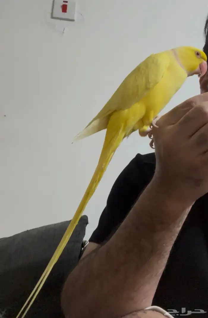 دره هولندي لاتينو 1