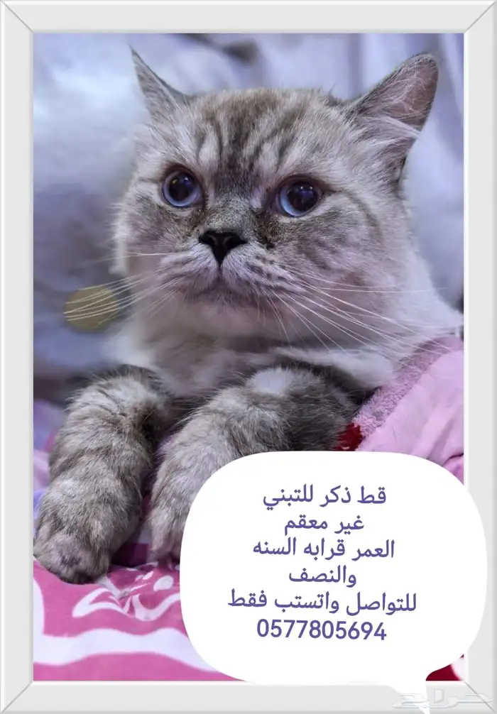 قطط للتبني عاجل 3