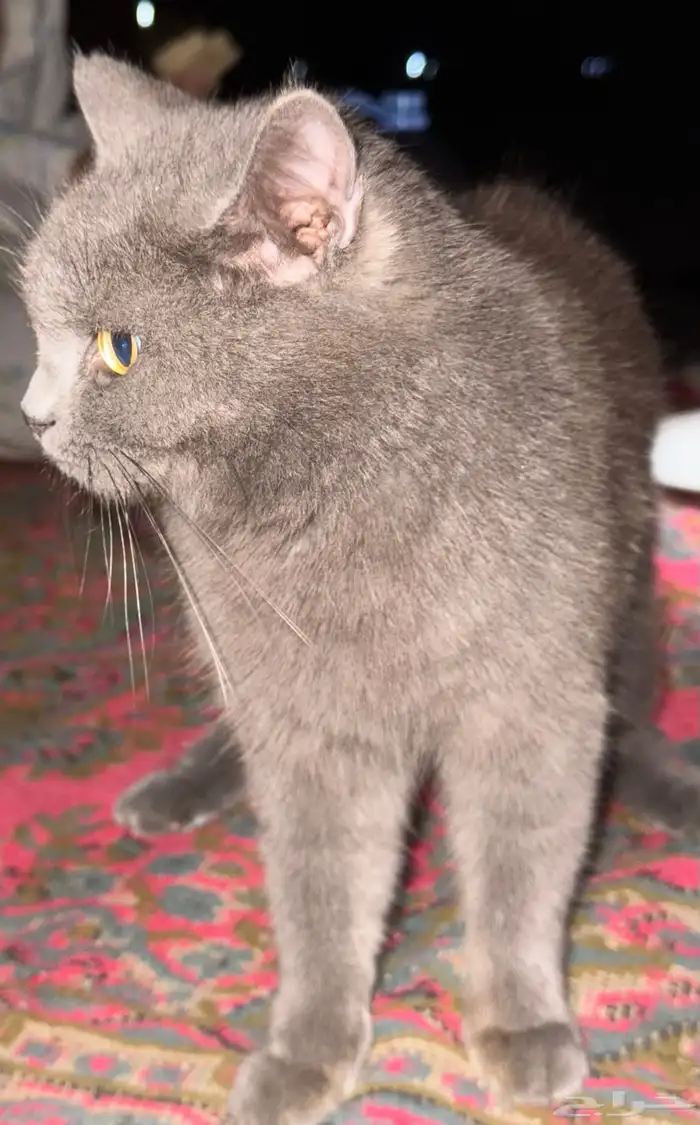 قط بريطاني 2